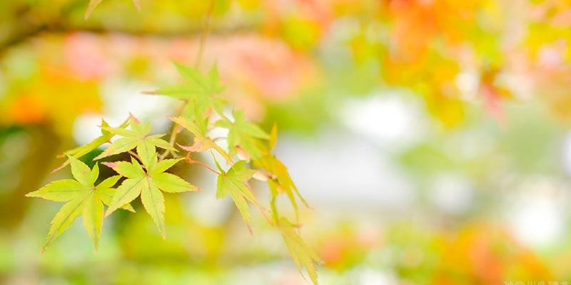 秋からはじめる革財布｜縁起の良い実り財布